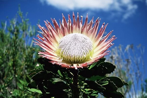 Flower of the king protea