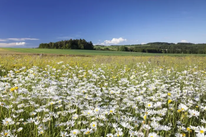 Framed Print : Flower meadow with marguerites (Leucanthemum vulgare), Baden Wurttemberg, Germany, Europe Framed Print : Flower meadow with marguerites (Leucanthemum vulgare), Baden Wurttemberg, Germany, Europe