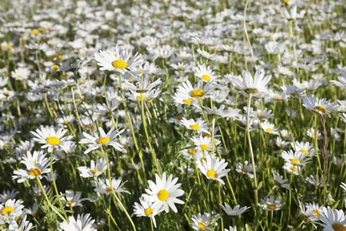 Framed Print : Flower meadow with marguerites (Leucanthemum vulgare), Baden Wurttemberg, Germany, Europe Framed Print : Flower meadow with marguerites (Leucanthemum vulgare), Baden Wurttemberg, Germany, Europe