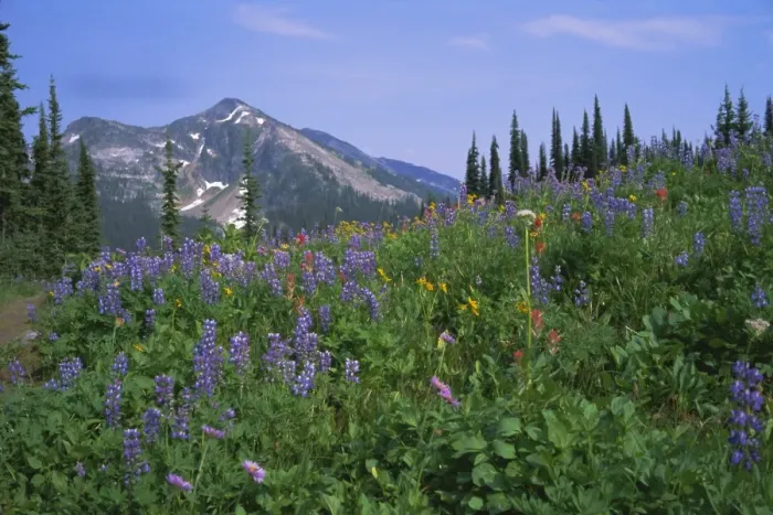 Framed Print : Flower meadow, Mount Revelstoke National Park, Rocky Mountains, British Columbia (B Framed Print : Flower meadow, Mount Revelstoke National Park, Rocky Mountains, British Columbia (B