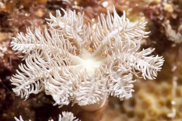 Flower soft coral (Clavularia sp. ), Sulawesi, Indonesia, Southeast Asia, Asia