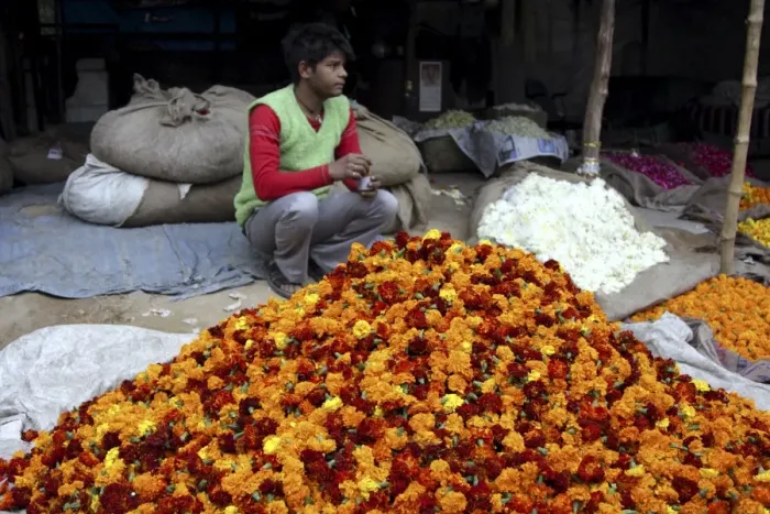 Framed Print : Flower vendor, Delhi, India, Asia Framed Print : Flower vendor, Delhi, India, Asia