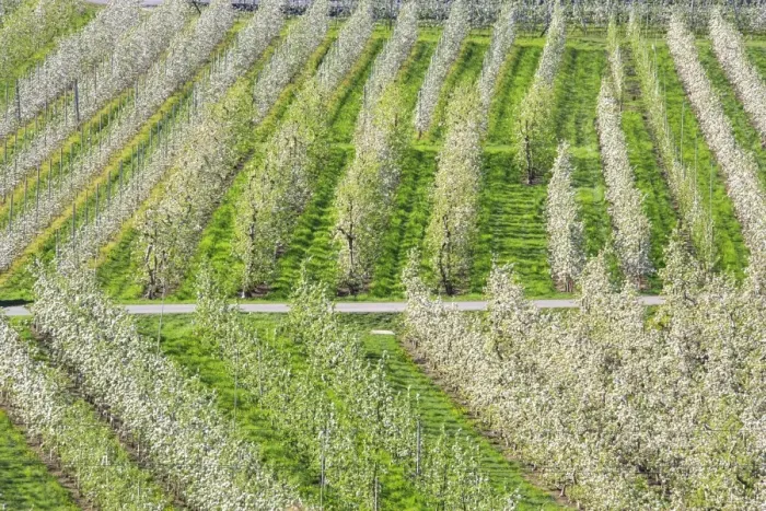 Framed Print : Flowering apple orchards, Villa of Tirano, Province of Sondrio, Valtellina, Lombardy Framed Print : Flowering apple orchards, Villa of Tirano, Province of Sondrio, Valtellina, Lombardy