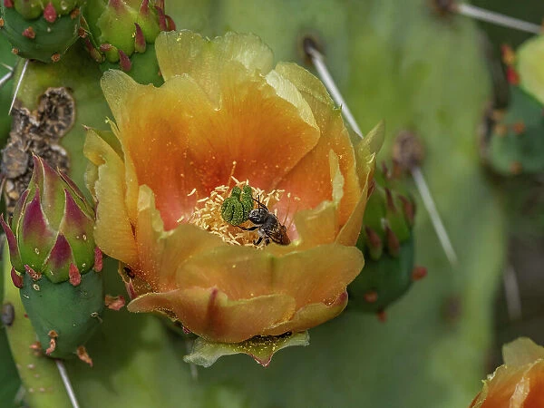 A flowering blind pricklypear cactus (Opuntia rufida), Big Bend National Park, Texas, United States of America, North America