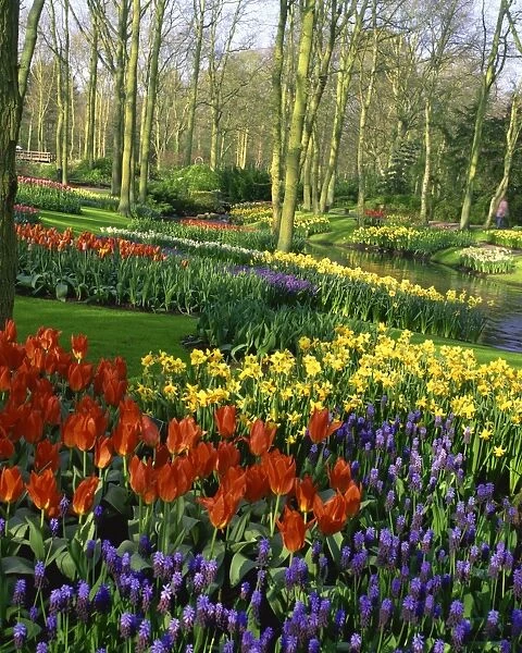 Flowering bulbs on display at the Keukenhof Gardens in Lisse, Holland, Europe