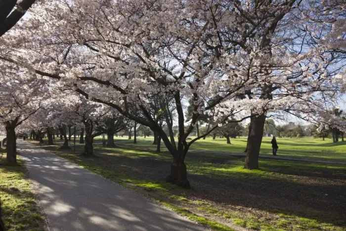 Framed Print : Flowering cherry trees in blossom along Harper Avenue, Hagley Park, Christchurch, Canterbury, South Island, New Zealand, Pacific Framed Print : Flowering cherry trees in blossom along Harper Avenue, Hagley Park, Christchurch, Canterbury, South Island, New Zealand, Pacific