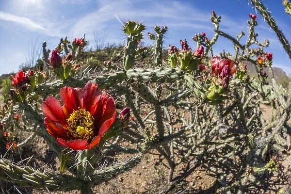 Flowering cholla cactus (Cylindropuntia spp), in the Sweetwater Preserve, Tucson