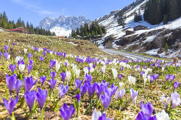 Flowering of crocus in Partnun, Prattigau valley, District of Prattigau  /  Davos, Canton of Graubunden