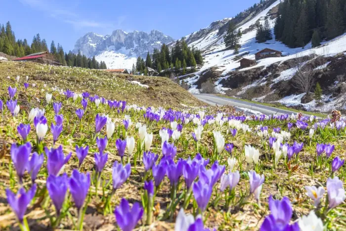 Framed Print : Flowering of crocus in Partnun, Prattigau valley, District of Prattigau / Davos, Canton of Graubunden Framed Print : Flowering of crocus in Partnun, Prattigau valley, District of Prattigau / Davos, Canton of Graubunden