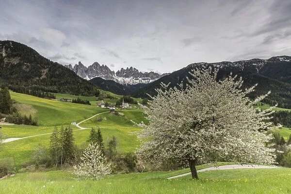 Flowering frames the village of St. Magdalena and the Odle group, Funes Valley, South Tyrol