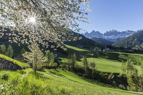 Flowering frames the village of St. Magdalena and the Odle group, Funes Valley, South Tyrol