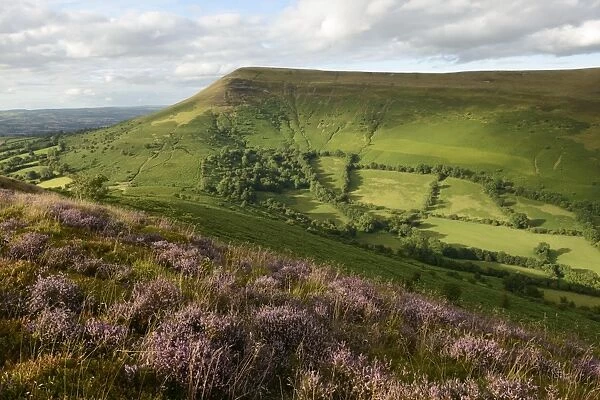 Flowering heather on Mynydd Llangorse with a view towards Mynydd Troed in the Brecon Beacons