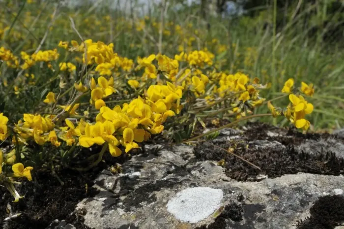 Framed Print : Flowering horseshoe vetch (Hippocrepus comosa) in chalk grassland meadow, Wiltshire, England, United Kingdom, Europe Framed Print : Flowering horseshoe vetch (Hippocrepus comosa) in chalk grassland meadow, Wiltshire, England, United Kingdom, Europe