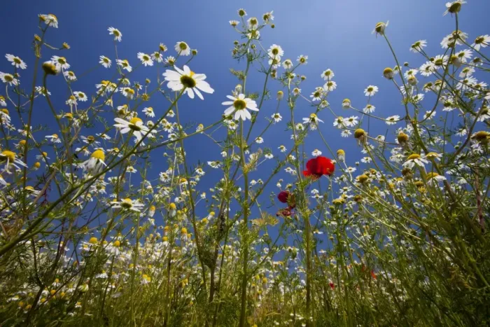 Framed Print : Flowering meadow, Padua province, Veneto, Italy, Europe Framed Print : Flowering meadow, Padua province, Veneto, Italy, Europe