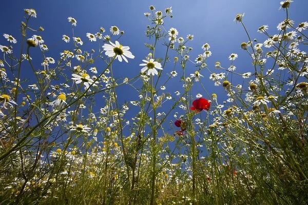 Flowering meadow, Padua province, Veneto, Italy, Europe