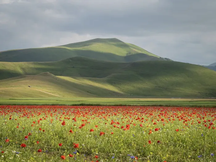 Framed Print : Flowering poppies on the Piano Grande, Monti Sibillini National Park, Castelluccio di Norcia, Perugia, Italy, Europe Framed Print : Flowering poppies on the Piano Grande, Monti Sibillini National Park, Castelluccio di Norcia, Perugia, Italy, Europe