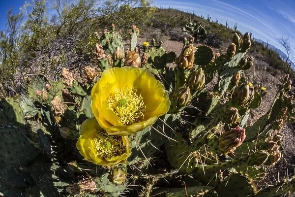 Flowering prickly pear cactus (Opuntia ficus-indica), in the Sweetwater Preserve