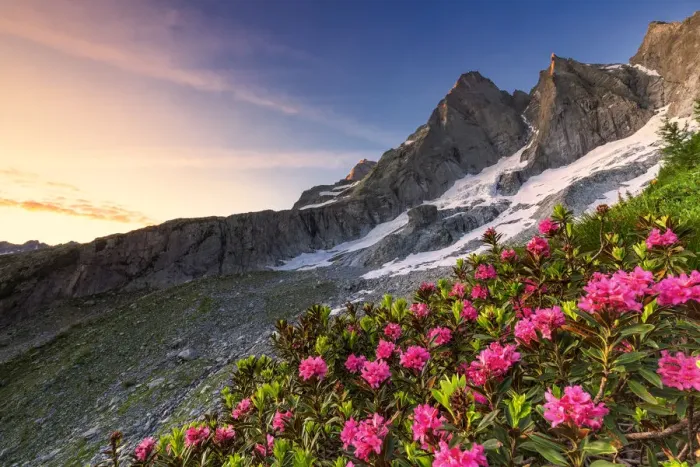 Framed Print : Flowering rhododendrons with the famous Pizzo Badile in the background at sunrise Framed Print : Flowering rhododendrons with the famous Pizzo Badile in the background at sunrise