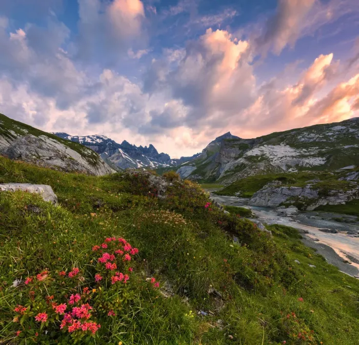 Framed Print : Flowering of rhododendrons at sunrise, Unterer Segnesboden, Flims, District of Imboden Framed Print : Flowering of rhododendrons at sunrise, Unterer Segnesboden, Flims, District of Imboden