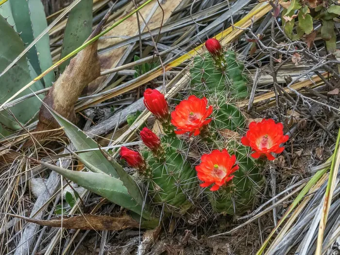 Framed Print : A flowering scarlet hedgehog cactus (Echinocereus coccineus), Big Bend National Park, Texas, United States of America, North America Framed Print : A flowering scarlet hedgehog cactus (Echinocereus coccineus), Big Bend National Park, Texas, United States of America, North America