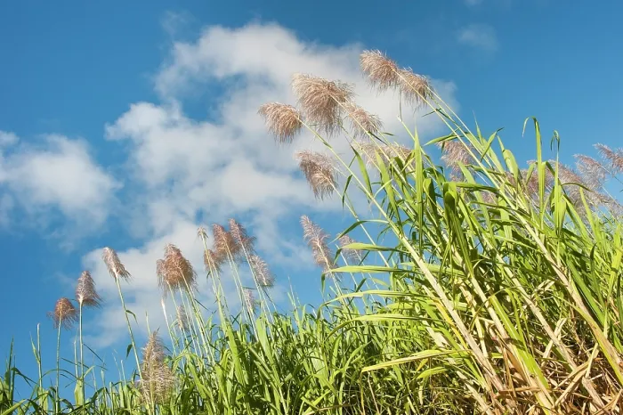 Framed Print : Flowering sugarcane near Saint-Francois, Grande-Terre, Guadeloupe Framed Print : Flowering sugarcane near Saint-Francois, Grande-Terre, Guadeloupe
