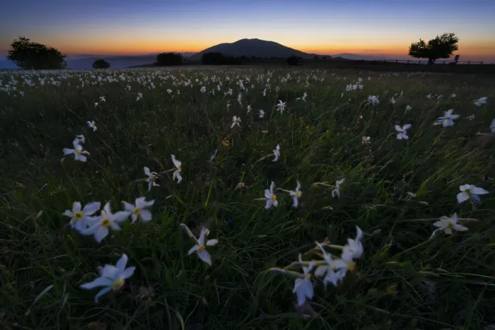 Framed Print : Flowers blooming on Mount Petrano by night, Apennines, Marche, Italy, Europe Framed Print : Flowers blooming on Mount Petrano by night, Apennines, Marche, Italy, Europe