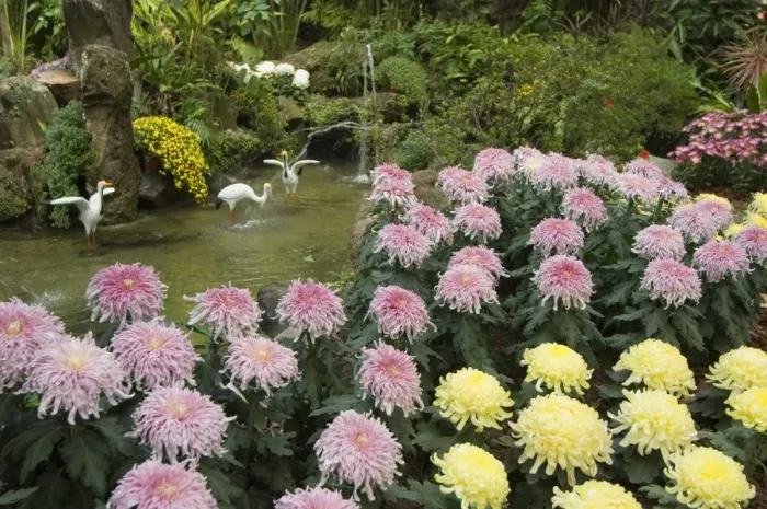 Framed Print : Flowers in gardens of the President Residence