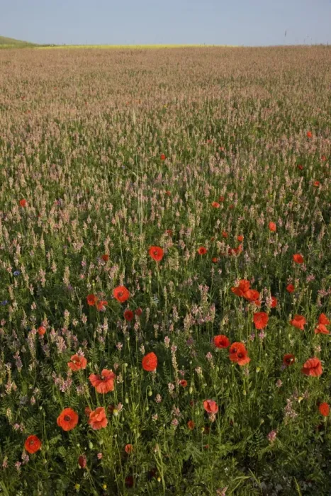 Framed Print : Flowers, Highland of Castelluccio di Norcia, Norcia, Umbria, Italy, Europe Framed Print : Flowers, Highland of Castelluccio di Norcia, Norcia, Umbria, Italy, Europe