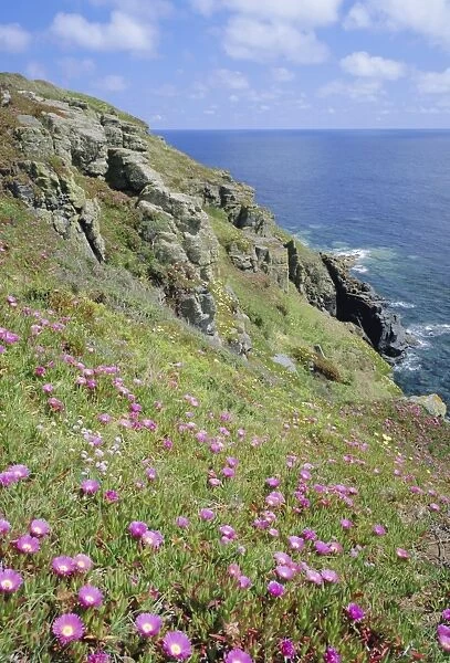 Flowers of the Hottentot Fig growing above the coast at The Lizard, Cornwall, England, UK