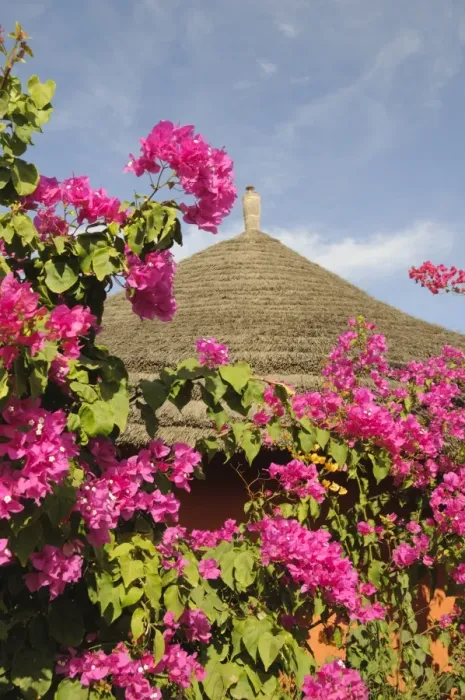 Framed Print : Flowers and hut detail, Sine Saloum Delta, Senegal, West Africa, Africa