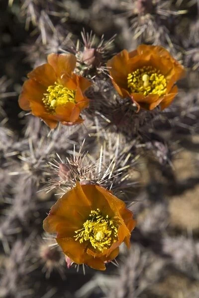 Flowers of the Jumping Cholla cactus (Hanging Chain Cholla) (Cylindropuntia Fulgida), West-Tucson Mountain District, Saguaro National Park, Arizona, United States of America, North America