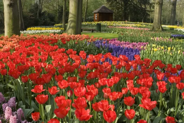 Framed Print : Flowers at Keukenhof Gardens, near Leiden, Netherlands, Europe Framed Print : Flowers at Keukenhof Gardens, near Leiden, Netherlands, Europe