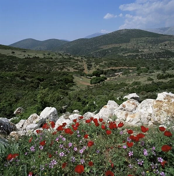 Flowers and landscape