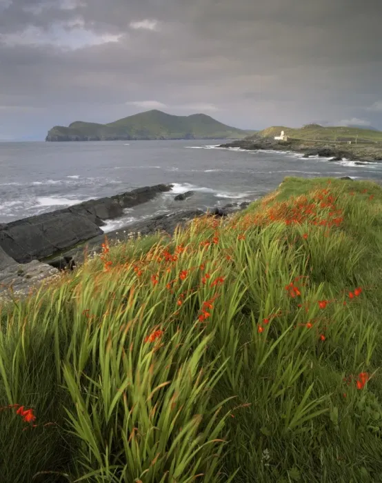 Framed Print : Flowers, lighthouse and Doulus Head, Valentia Island, Ring of Kerry, Co Framed Print : Flowers, lighthouse and Doulus Head, Valentia Island, Ring of Kerry, Co
