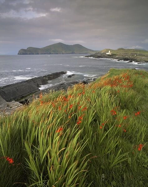 Flowers, lighthouse and Doulus Head, Valentia Island, Ring of Kerry, Co