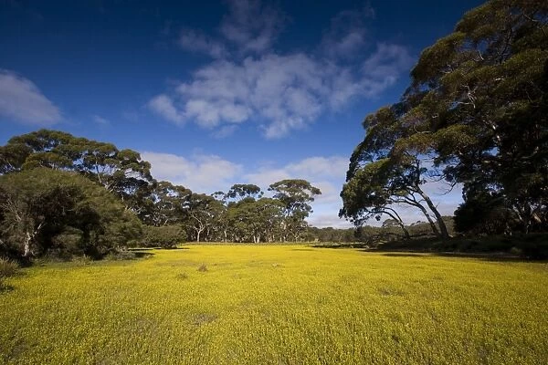Flowers in meadow, Flinders Chase National Park, Kangaroo Island, South Australia