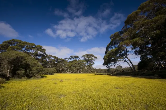 Framed Print : Flowers in meadow, Flinders Chase National Park, Kangaroo Island, South Australia Framed Print : Flowers in meadow, Flinders Chase National Park, Kangaroo Island, South Australia