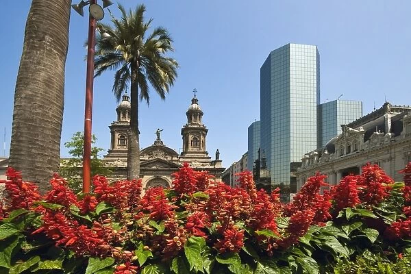 Flowers, the Metropolitan Cathedral dating from 1745 and modern glass tower block on the Plaza de Armas, Santiago, Chile