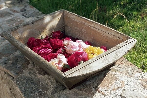 Flowers in old wooden tray