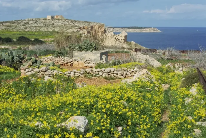 Framed Print : Flowers, in the rocky terrain near Mgiebah Bay, Mediterranean oxalis, Malta, Europe Framed Print : Flowers, in the rocky terrain near Mgiebah Bay, Mediterranean oxalis, Malta, Europe