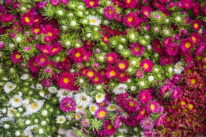 Framed Print : Flowers for sale at Hsipaw (Thibaw) market, Shan State, Myanmar (Burma), Asia Framed Print : Flowers for sale at Hsipaw (Thibaw) market, Shan State, Myanmar (Burma), Asia