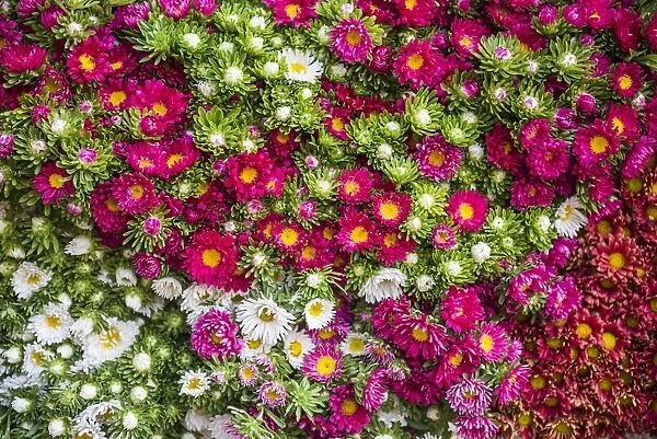 Flowers for sale at Hsipaw (Thibaw) market, Shan State, Myanmar (Burma), Asia