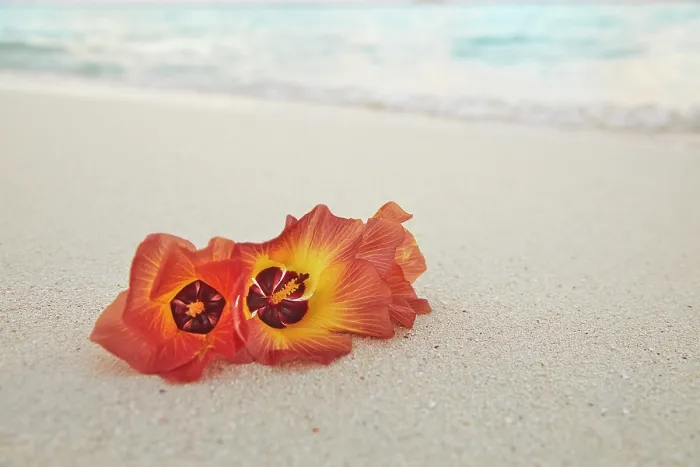 Framed Print : Flowers of the Sea Hibiscus (Hibiscus tiliaceus) on the beach on Havodda Island, Gaafu Dhaalu atoll, Maldives Framed Print : Flowers of the Sea Hibiscus (Hibiscus tiliaceus) on the beach on Havodda Island, Gaafu Dhaalu atoll, Maldives