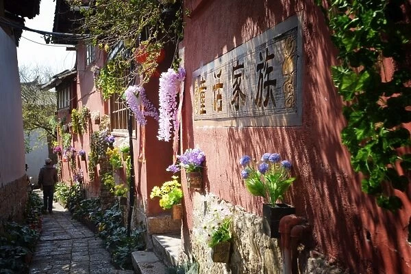 Flowers on a wall in Lijiang Old Town, UNESCO World Heritage Site, Lijiang, Yunnan, China, Asia