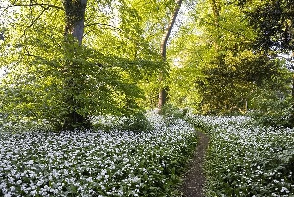Flowers in a woods near Badbury Hill, Oxford, Oxfordshire, England, United Kingdom, Europe