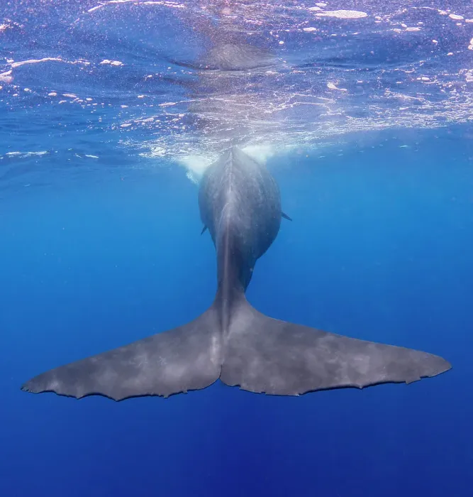 Framed Print : The flukes of an adult female sperm whale (Physeter macrocephalus) swimming underwater, Roseau, Dominica, Windward Islands, West Indies, Caribbean, Central America Framed Print : The flukes of an adult female sperm whale (Physeter macrocephalus) swimming underwater, Roseau, Dominica, Windward Islands, West Indies, Caribbean, Central America