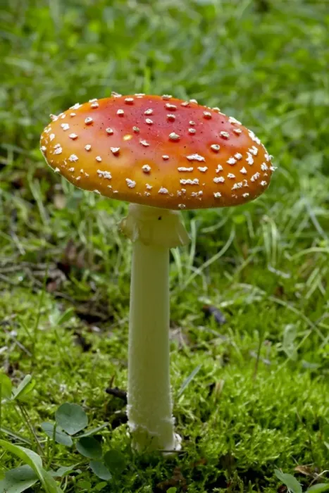 Framed Print : Fly agaric (fly amanita) (Amanita muscaria), Wasilla, Alaska, United States of America Framed Print : Fly agaric (fly amanita) (Amanita muscaria), Wasilla, Alaska, United States of America
