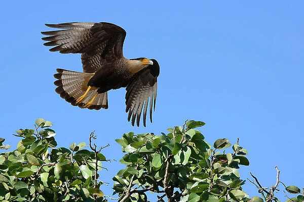 Flying Crested Caracara (Caracara plancus), Serra da Canastra National Park, Minas Gerais, Brazil, South America