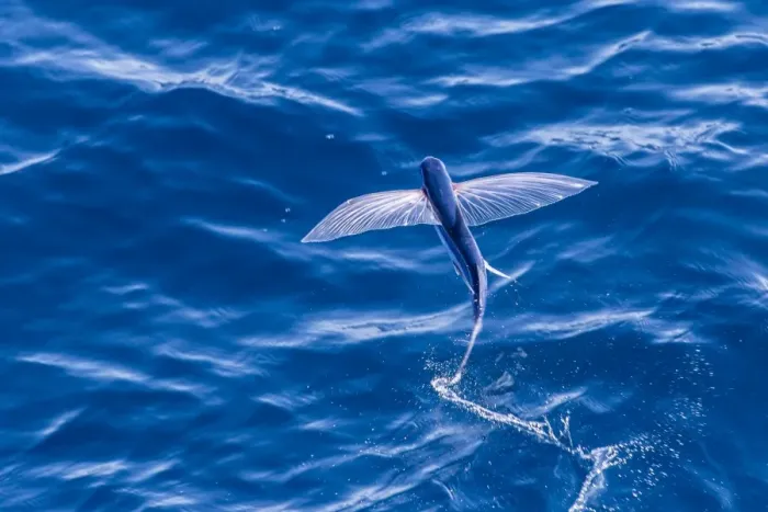 Framed Print : Flying fish from the family Exocoetidae taking flight near White Island, North Island, New Zealand, Pacific Framed Print : Flying fish from the family Exocoetidae taking flight near White Island, North Island, New Zealand, Pacific