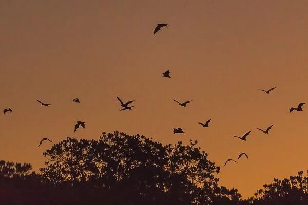 Flying foxes (Pteropus spp), take flight after sunset on Tengah Besar Island, Komodo Island National Park, Indonesia, Southeast Asia, Asia